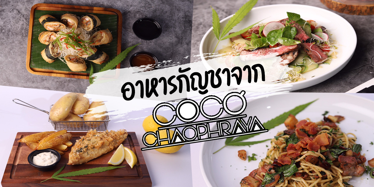 อาหารกัญชา จาก โคโค่ เจ้าพระยา ( CoCo Chaophraya )